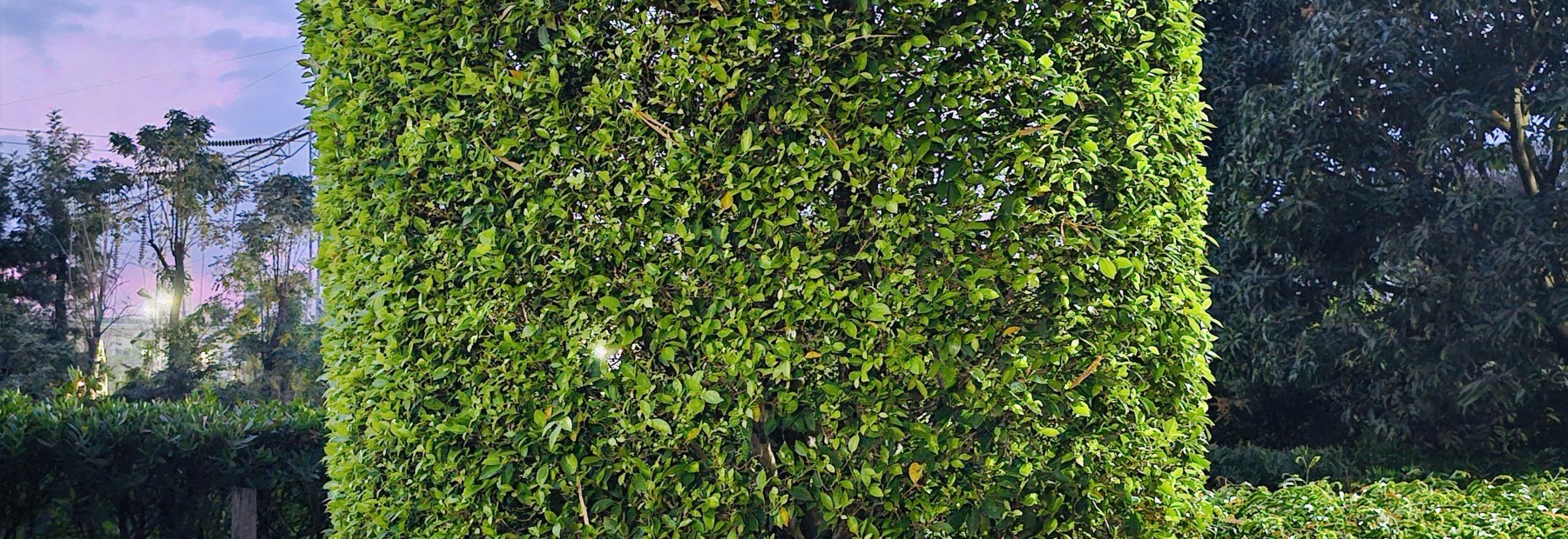 A tall privet hedge trimmed flat and square, filling the frame.