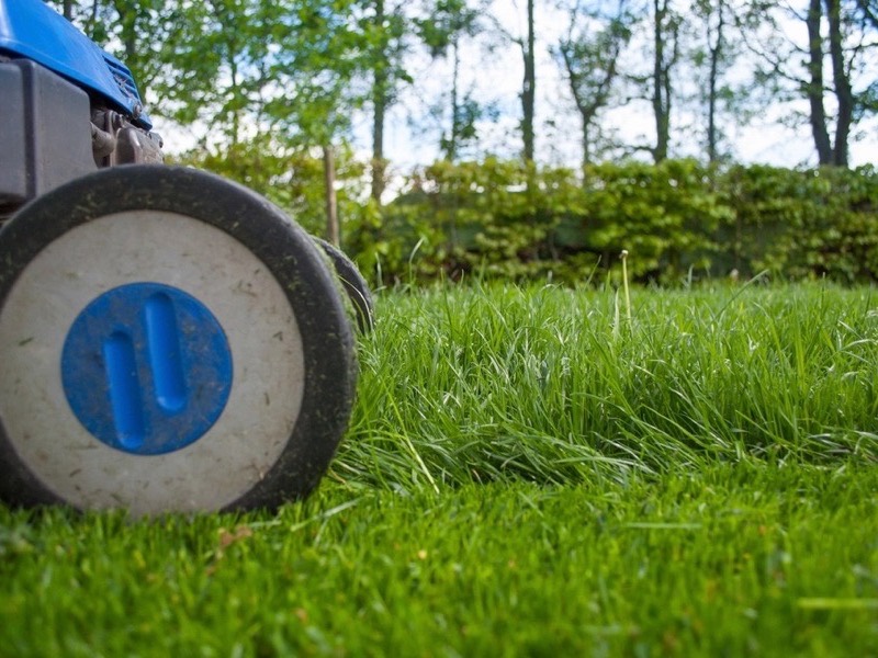 A mower cutting a dense green lawn, photographed low against the turf.